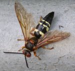 cicada-killer.jpg