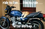 8-cats-motorcycles-meme-by-anomalous4.jpg