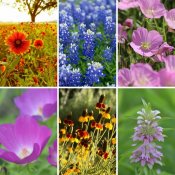 top-10-texas-wildflowers.jpg