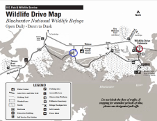 Wildlife Dr Blackwater NWR.png